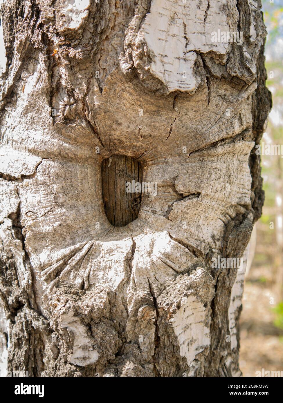 Hintergrund in Form einer bizarren Form einer alten Birke. Die Verwendung ungewöhnlicher Baumstrukturen in der Holzbearbeitung. Stockfoto