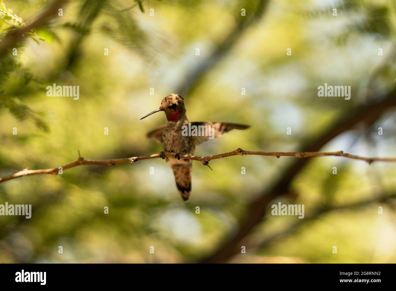 Weicher Fokus eines Kolibris, der seine Flügel flatternd, während er auf einem Ast im Wald thront Stockfoto