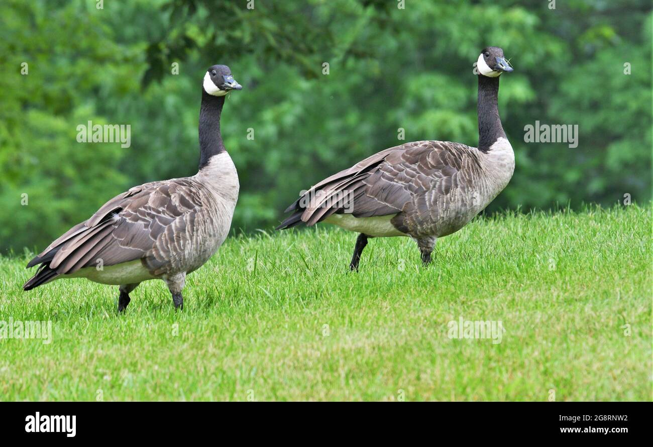 Wunderschöne Kanadagänse, die auf Gras aufwachen. Stockfoto