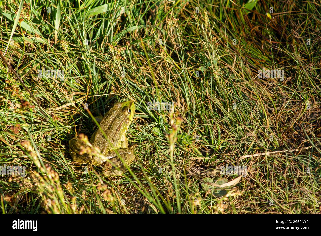 Ein grüner Frosch, der am frühen Morgen auf dem Gras in der Nähe des Sees sitzt. Stockfoto
