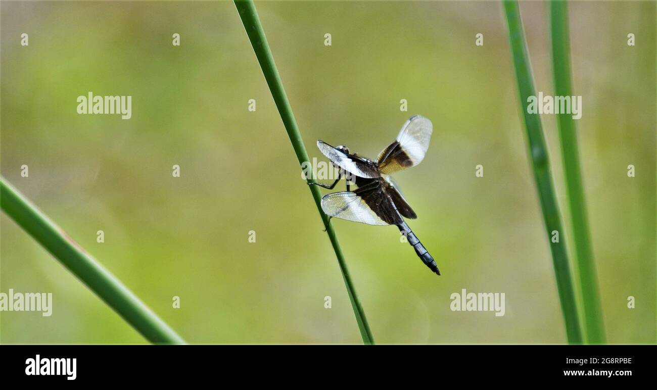 Schönes Bild einer Widow Skimmer Libelle Stockfoto