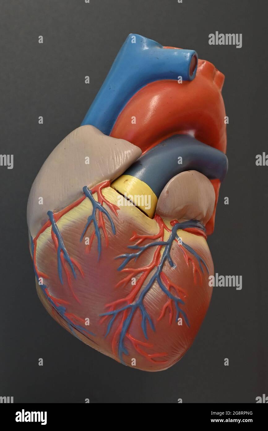 Modell des Herzmuskels mit den Koronargefäßen und den großen Venen und Arterien in der Nähe des Herzens Stockfoto