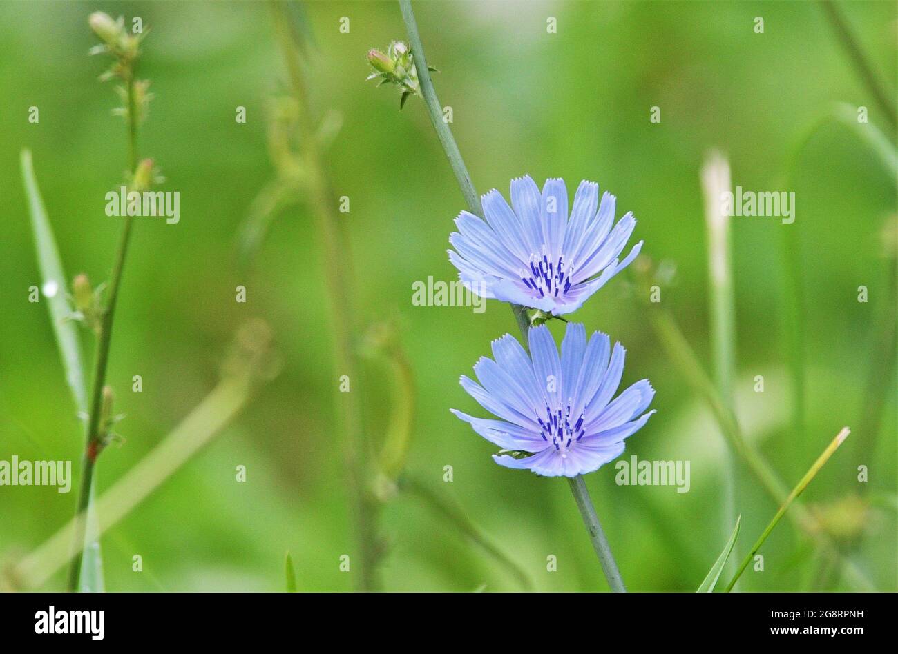 Zwei schöne Common Chicory Pflanze blüht. Stockfoto