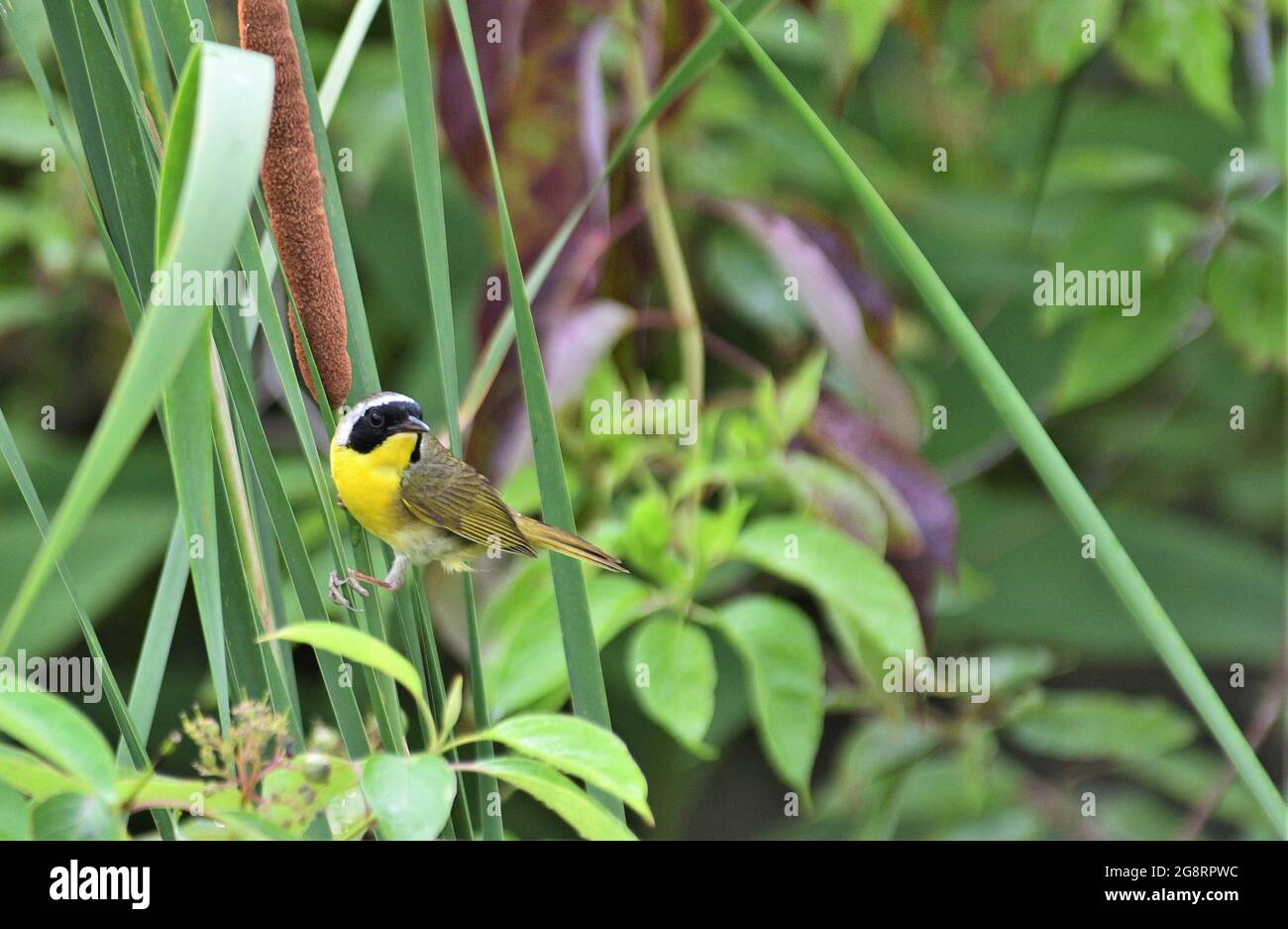 Schöner gelbkehlige singvögel. Stockfoto