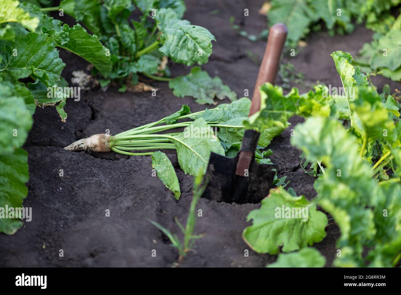 Nahaufnahme der grünen Blätter der Zuckerrübe auf dem Feld Stockfoto