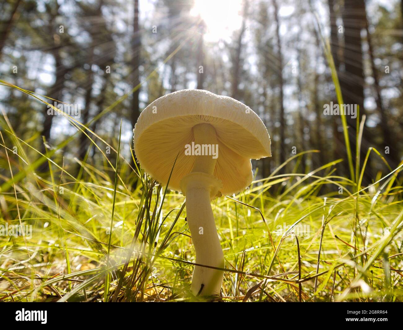 Champignon im Wald vor dem Hintergrund der strahlenden Sonne. Urlaub in ökologischen Orten in der Natur weit weg von großen Städten. Ruhige Zeit nach Def Stockfoto