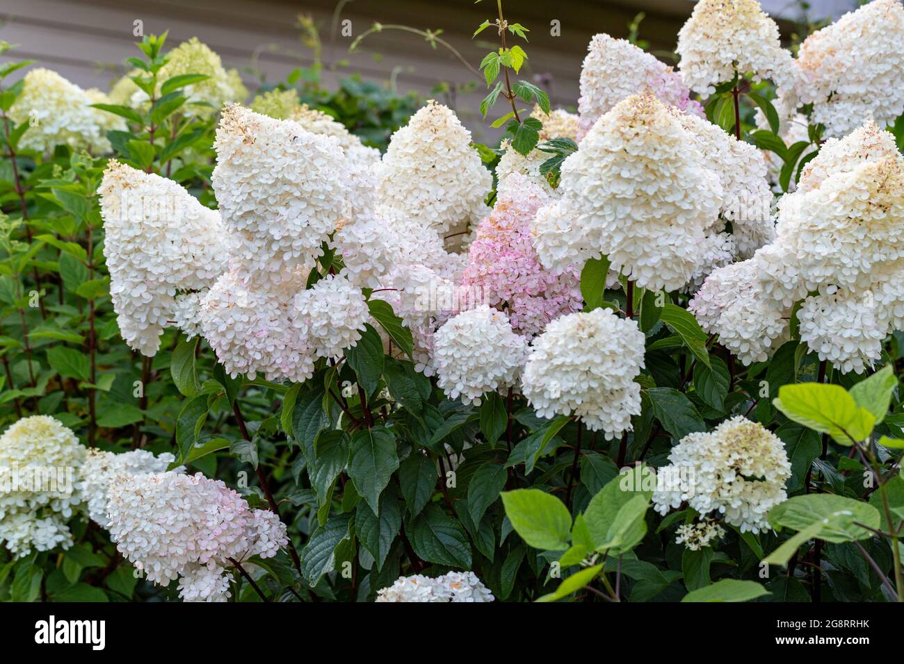 Hortensia paniculata Vanille Fraise auf einem Stamm Stockfoto