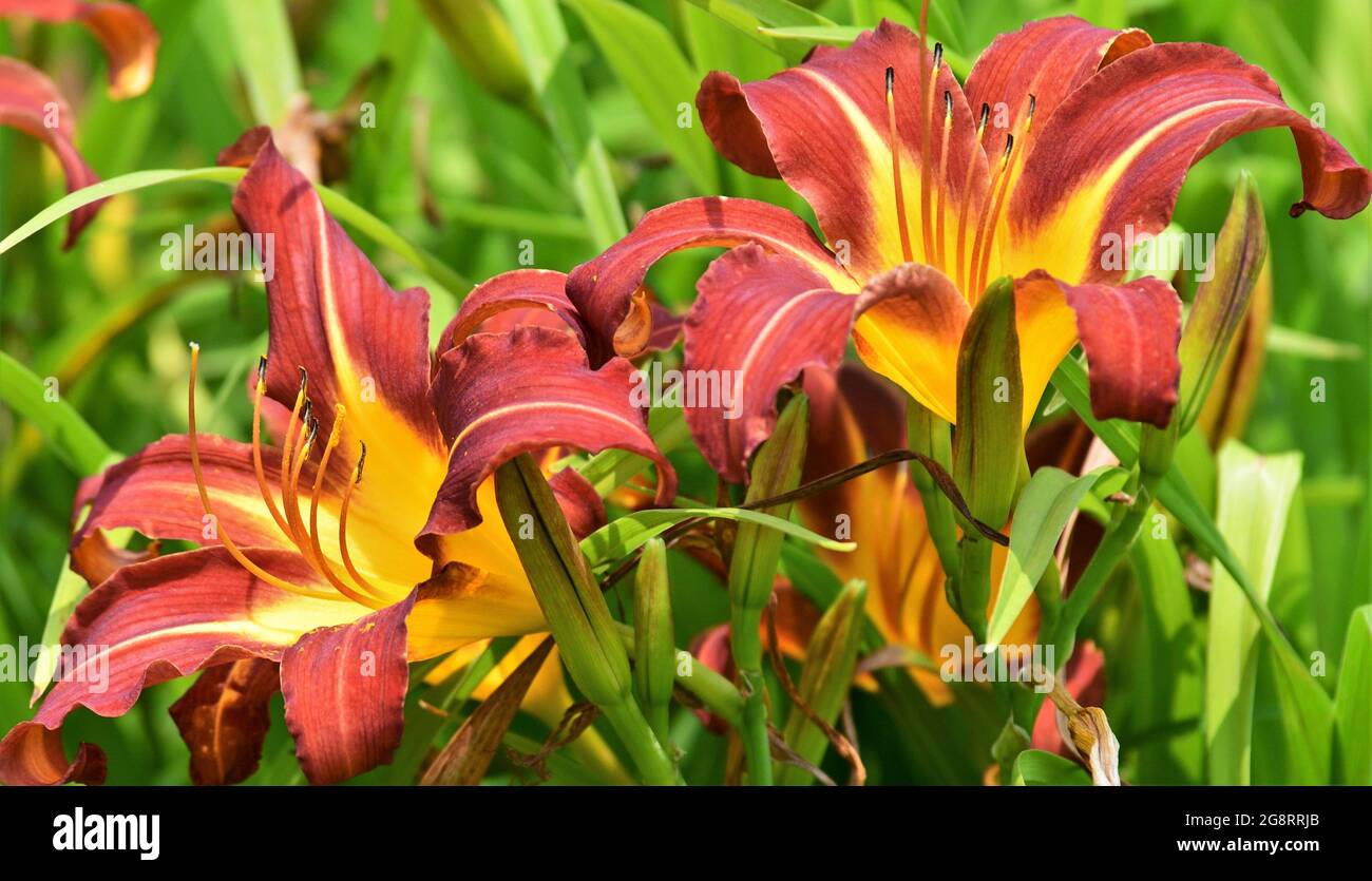 Zwei rote Taglilienblüten Stockfoto