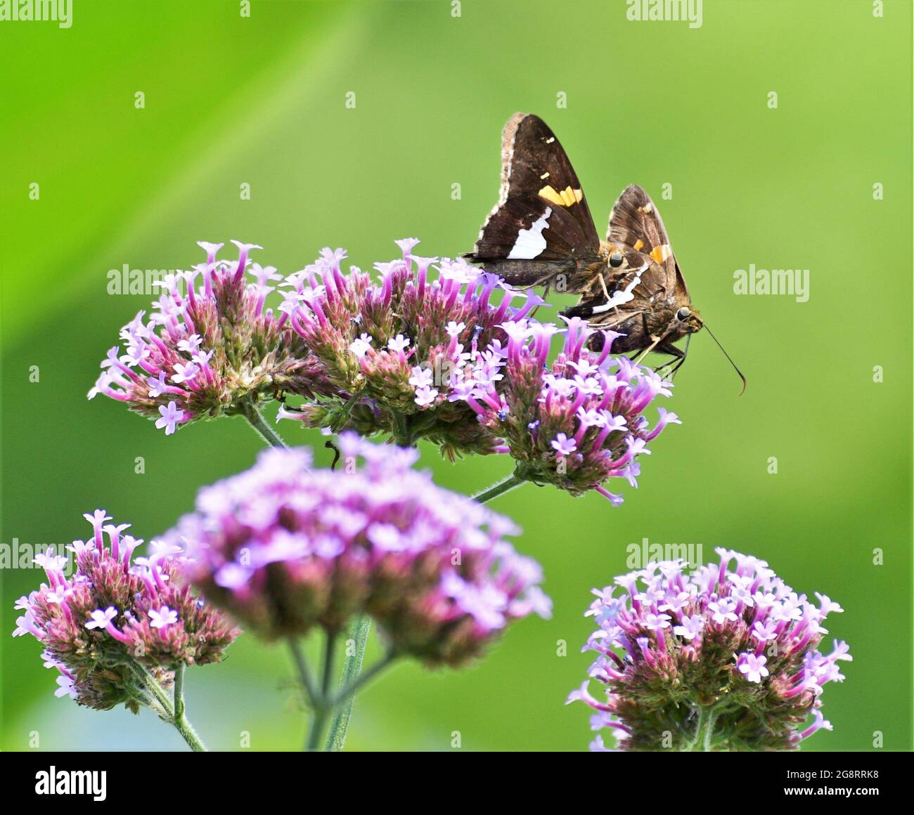 Zwei Schmetterlinge mit Silberfleck auf einer Purpletop-Vervain-Pflanze. Stockfoto