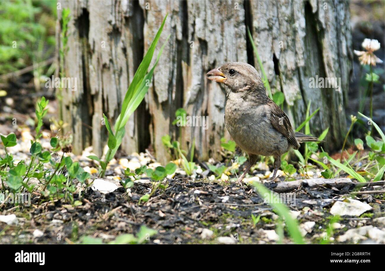 Schöne weibliche Haus Sparrow Stockfoto