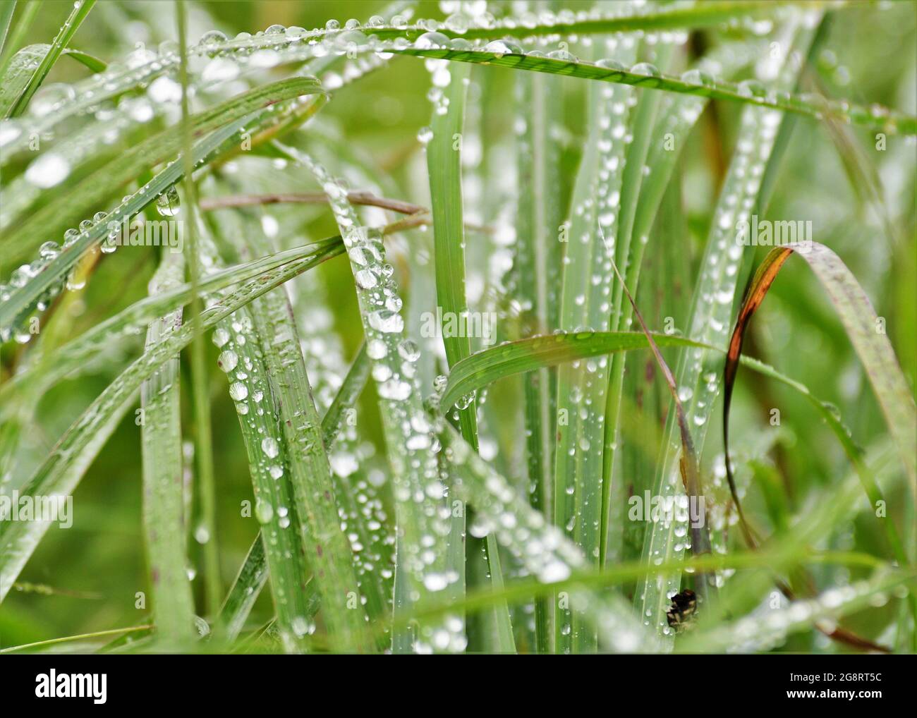 Zitronengras nach einem Regensturm Stockfoto
