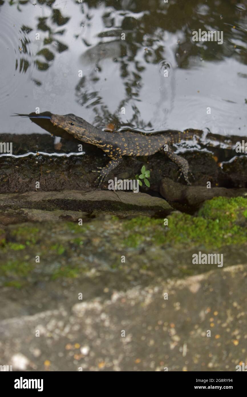 Babyphone-Eidechse. Der asiatische Wassermonitor (Varanus-Salvator) ist eine große Varanideneidechse, die in Süd- und Südostasien beheimatet ist. Es ist eine der häufigsten Warane in Asien, von der Küste im Nordosten Indiens, Sri Lanka, dem Festland in Südostasien bis zu indonesischen Inseln, wo sie in der Nähe des Wassers lebt. Sie ist auf der Roten Liste der IUCN als am wenigsten besorgniserregend aufgeführt. Es wurde 1768 von Laurenti beschrieben und gehört zu den größten Squamates der Welt. Colombo, Sri Lanka. Stockfoto