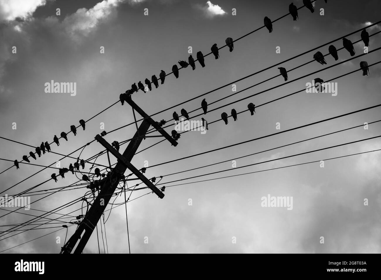 Taubenpfosten, Vögel auf Draht. Stockfoto