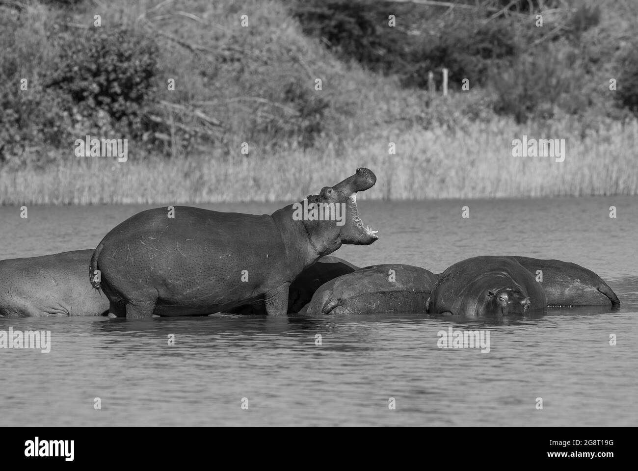 Hippopotamus in Feuchtgebieten, African Savannah, Kruger National Park, Südafrika. Stockfoto
