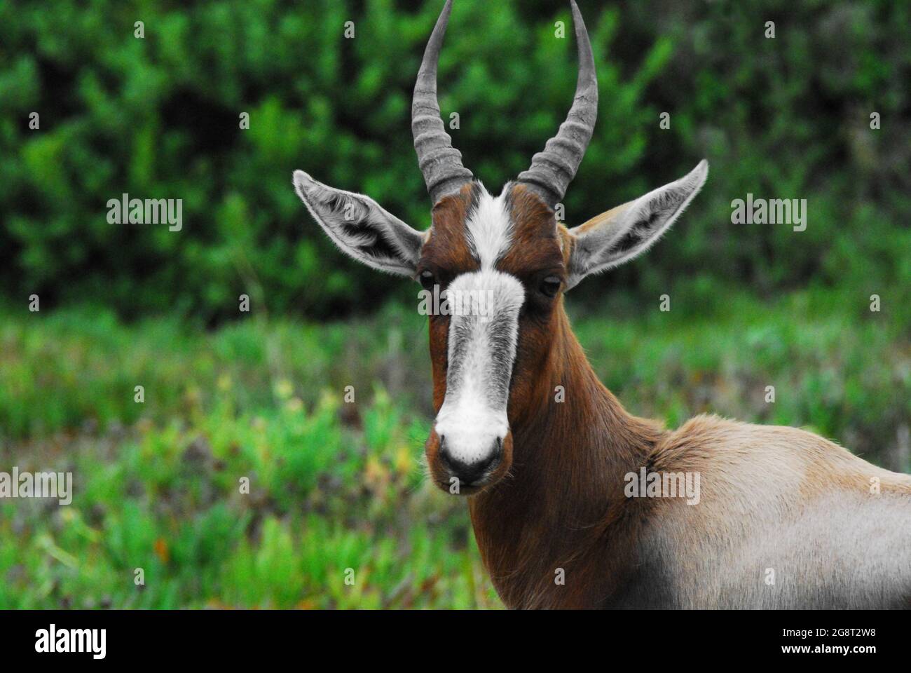 Extreme Nahaufnahme von Kopf und Hals einer wilden, schönen Bontebok-Antilope, die in der Wildnis Südafrikas die Kamera anschaut. Aufgenommen auf Safari. Stockfoto