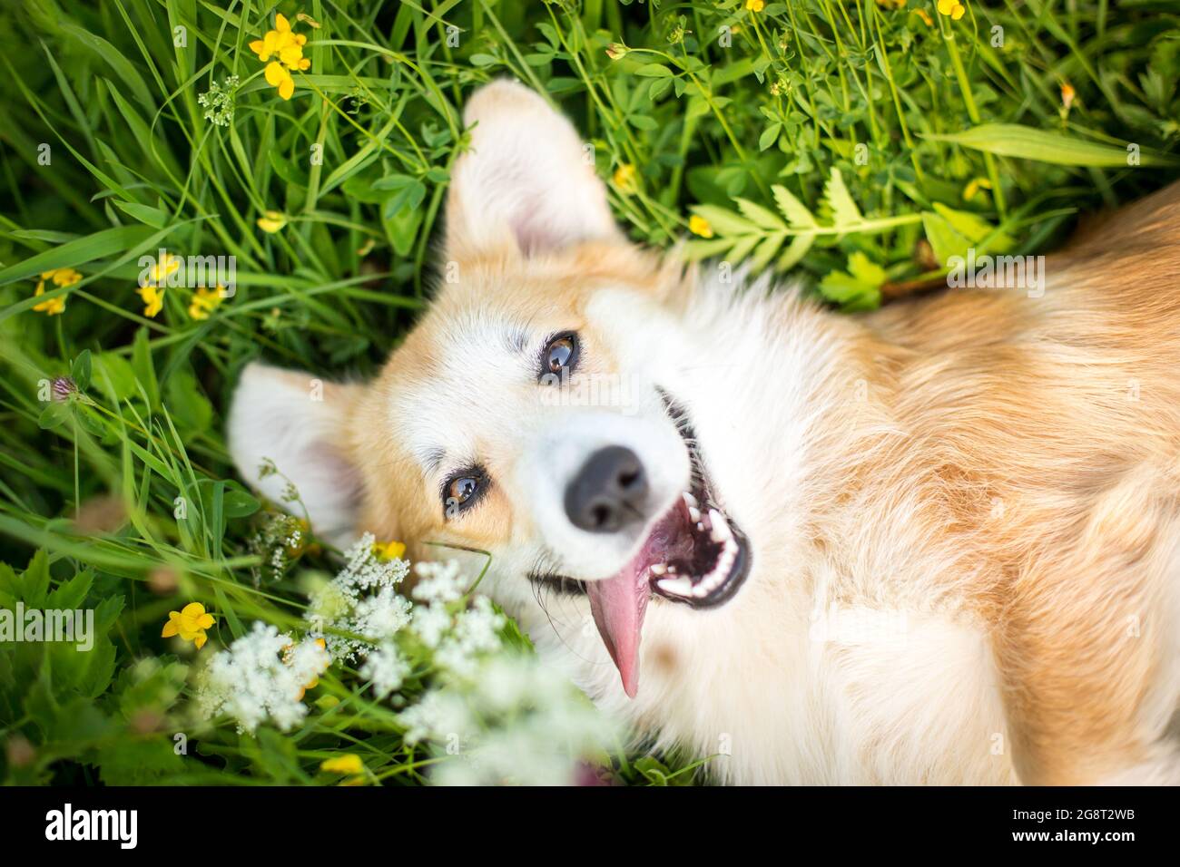 Fröhlicher Hund, Welsh Corgi Pembroke im Blumenfeld Stockfoto