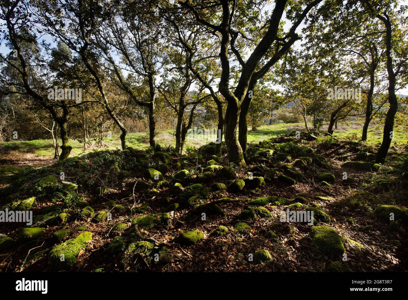 Castro Lupario o Castro de Beca Stockfoto