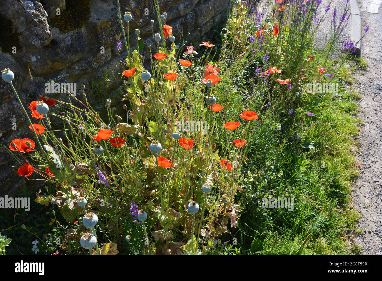 Wildblumen wachsen am Straßenrand, vor allem links, um Bestäuber einschließlich Bienen und andere Insekten zu fördern Stockfoto