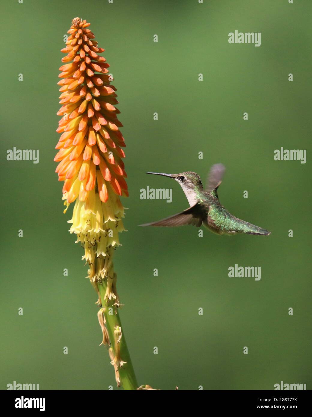 Weiblicher rubinghalsier Kolibri, der im Sommer eine kniphofia-Blüte besucht, um sich von Nektar zu ernähren Stockfoto