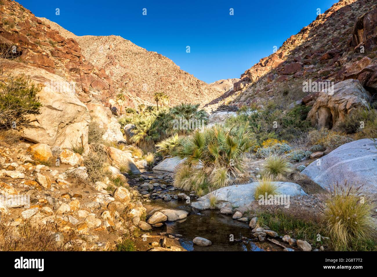 Palmen entlang eines Baches im Anza Borrego State Park, Kalifornien Stockfoto