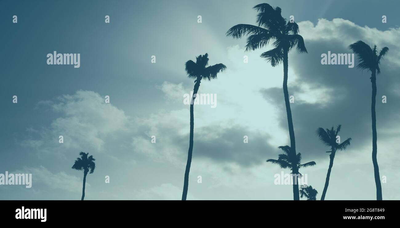 Silhouetten von Palmen stehen unter bewölktem Himmel. Blauer Fotohintergrund Stockfoto
