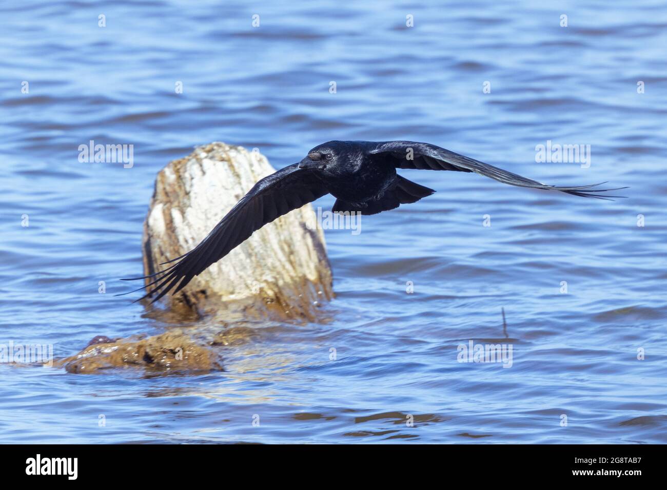 Aaskrähe (Corvus corone, Corvus corone corone), die am Seeufer fliegt, Deutschland, Bayern Stockfoto