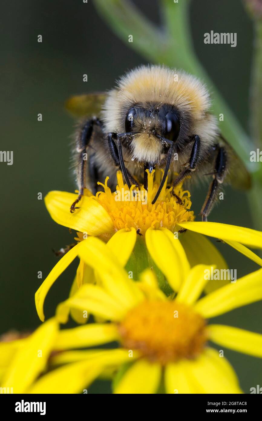 Weißschwanzbiene (Bombus lucorum), männliche Gastblume des Gemeinen Ragwurz, Senecio jacobaea, Deutschland Stockfoto