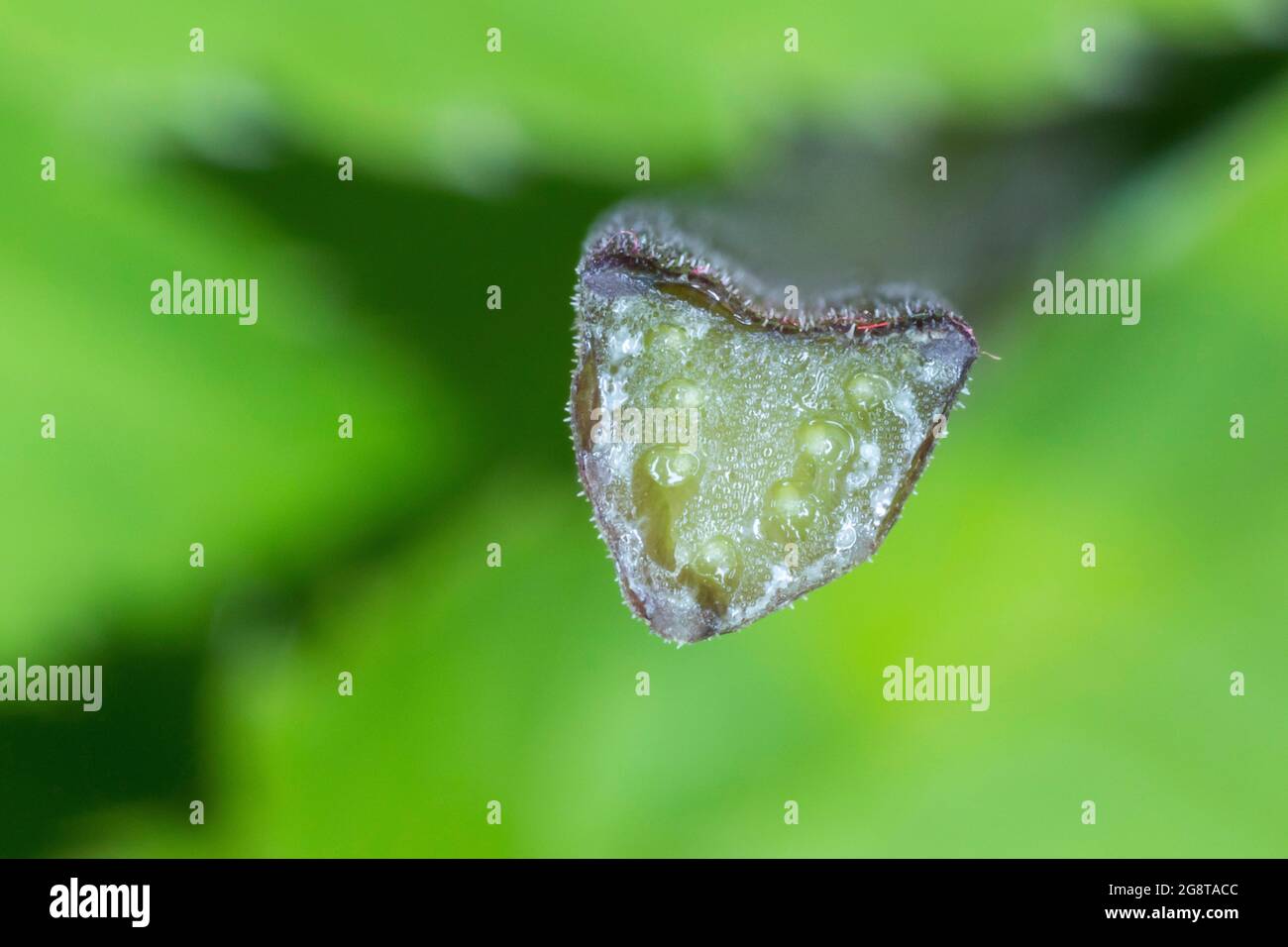 Ground-Holunder, Goutweed (Aegopodium podagraria), Blattstiel, Deutschland Stockfoto