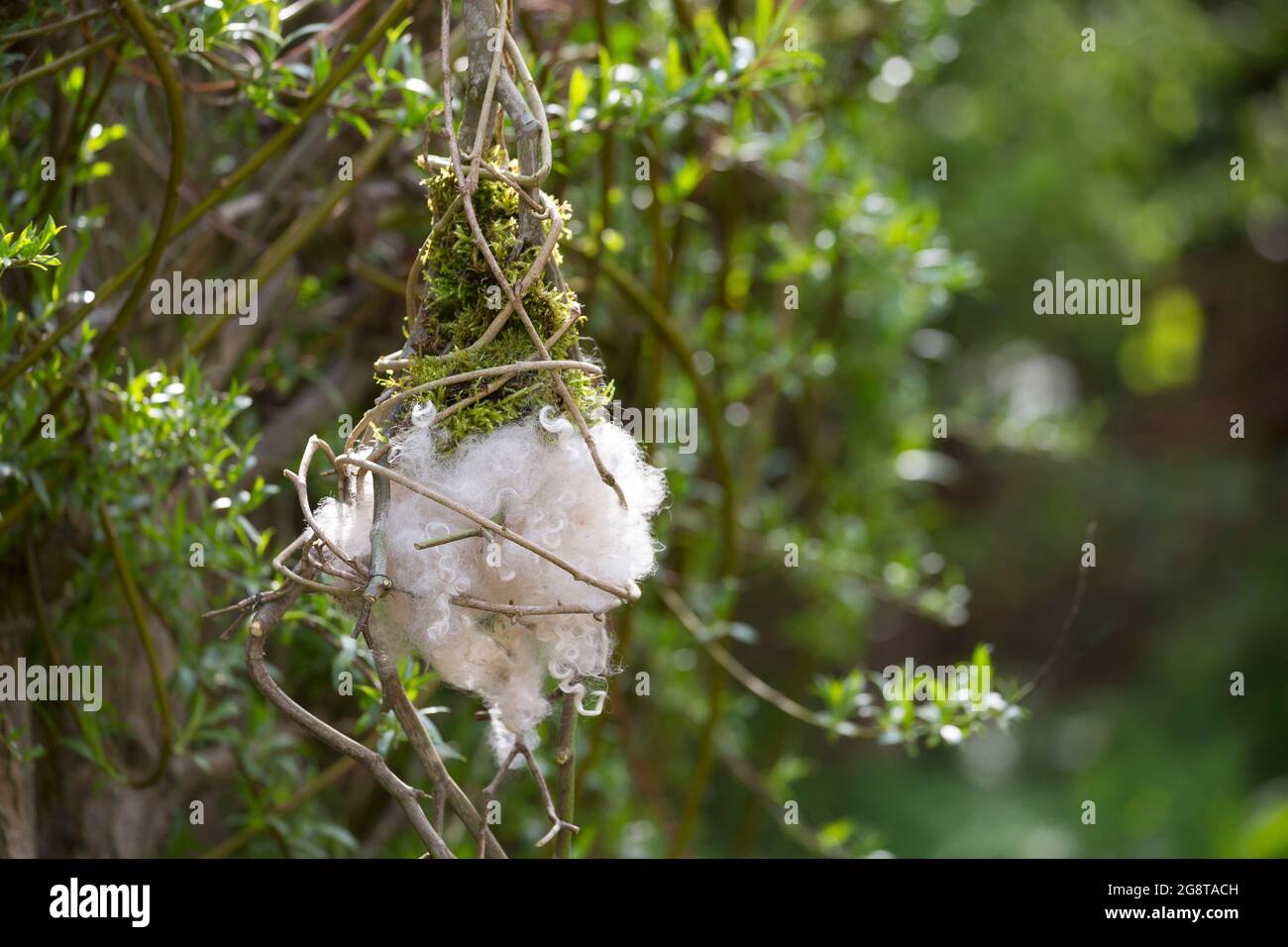 Nistmaterial Dispenser, Vögel im Garten werden Nistmaterial angeboten, Deutschland Stockfoto