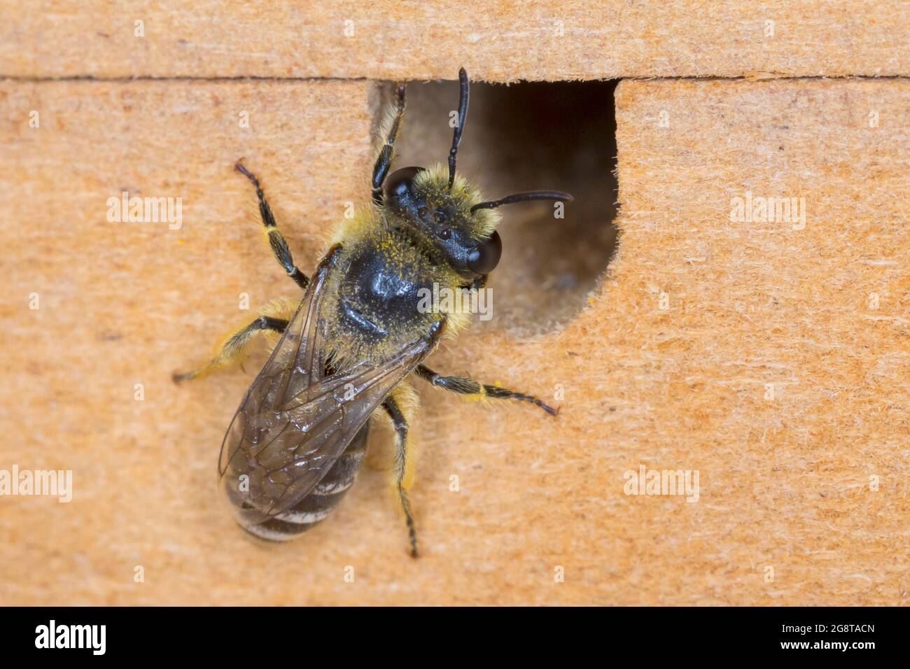 Davies' Colletes (Colletes daviesanus), Weibchen an einem Loch einer Nisthilfe für Wildbienen, Deutschland Stockfoto