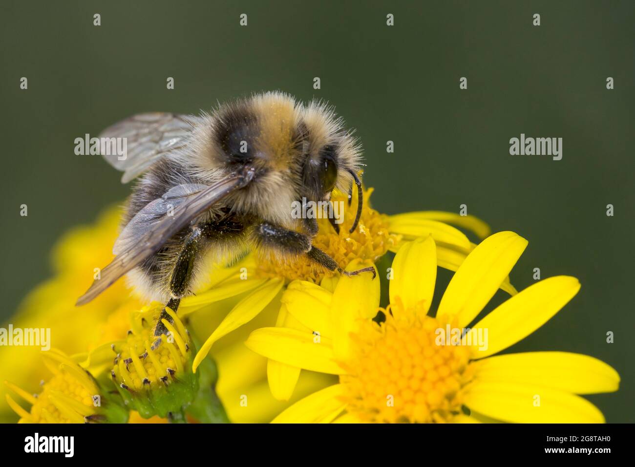 Weißschwanzbiene (Bombus lucorum), männliche Gastblume des Gemeinen Ragwurz, Senecio jacobaea, Deutschland Stockfoto