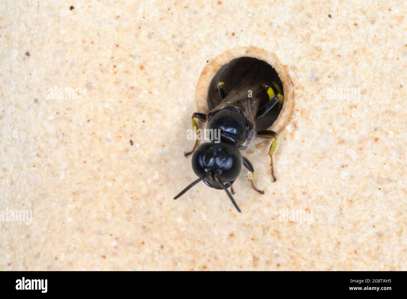 Grubberwespe (Crossocerus cf. Quadrimaculatus), in einem Loch eines Nisthilfsmittels für Wildbienen, Deutschland Stockfoto