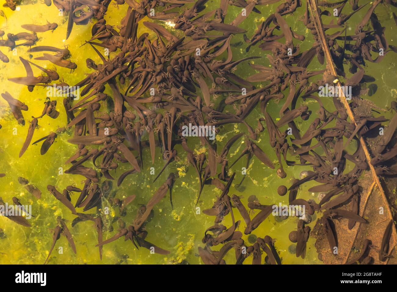 Gewöhnlicher Frosch, Grasfrosch (Rana temporaria), viele Kaulquappen mit äußeren Kiemen auf Laichresten, Deutschland Stockfoto