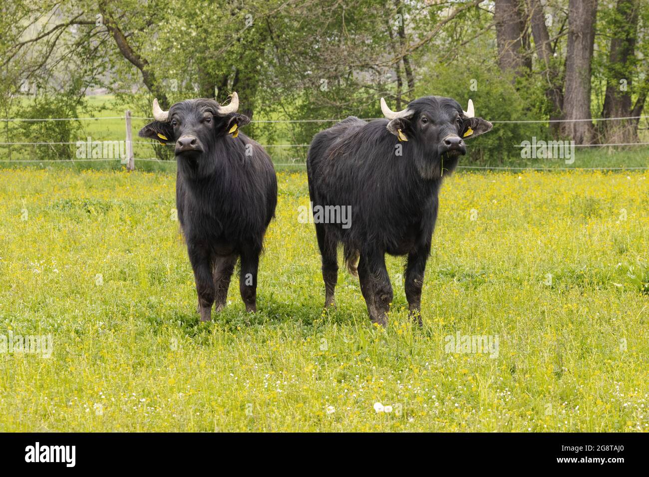 Asiatische Wasserbüffel, Anoas (Bubalus spec.), zwei Jungtiere, die auf der Weide zusammenstehen, Deutschland, Bayern Stockfoto