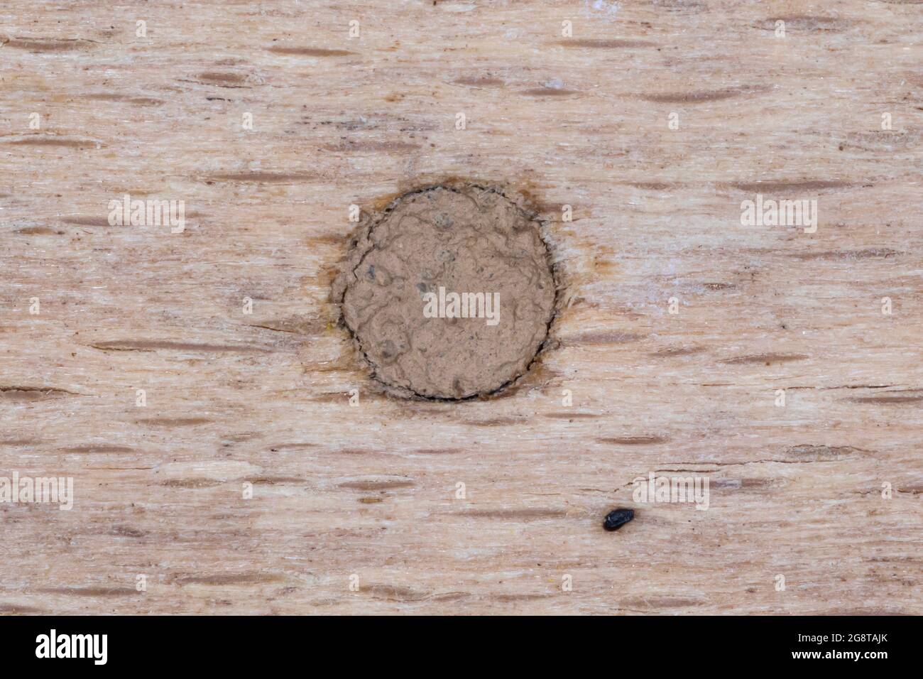 Potter Wespe (Symphorphus murarius), versiegeltes Nest, Deutschland Stockfoto