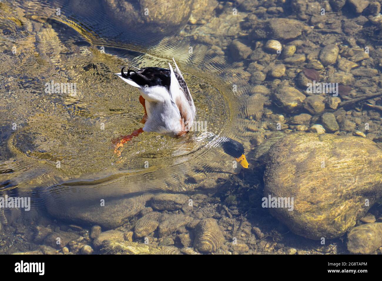 mallard (Anas platyrhynchos), drake in einem kristallklaren Bach tummeln, Deutschland, Bayern Stockfoto