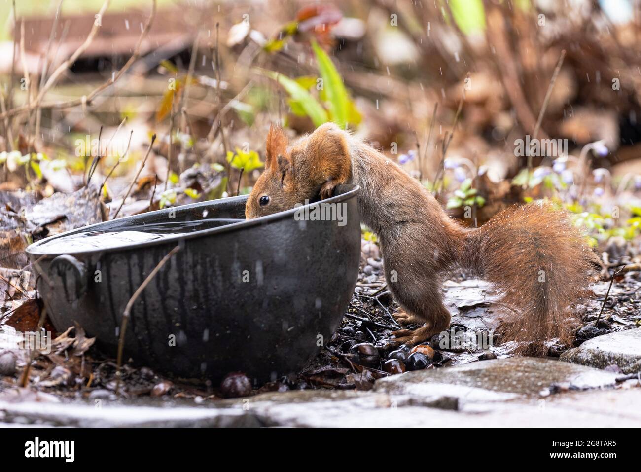 Europäisches rotes Eichhörnchen, eurasisches rotes Eichhörnchen (Sciurus vulgaris), trinken aus einer alten Schüssel im Garten, Deutschland, Bayern Stockfoto
