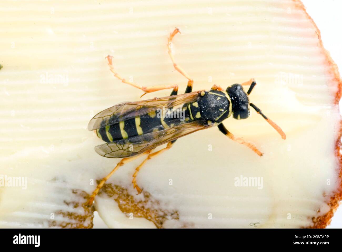 Papierwespe (Polistes gallica, Polistes dominula), sitzt auf einem Brot mit Honig, Österreich Stockfoto