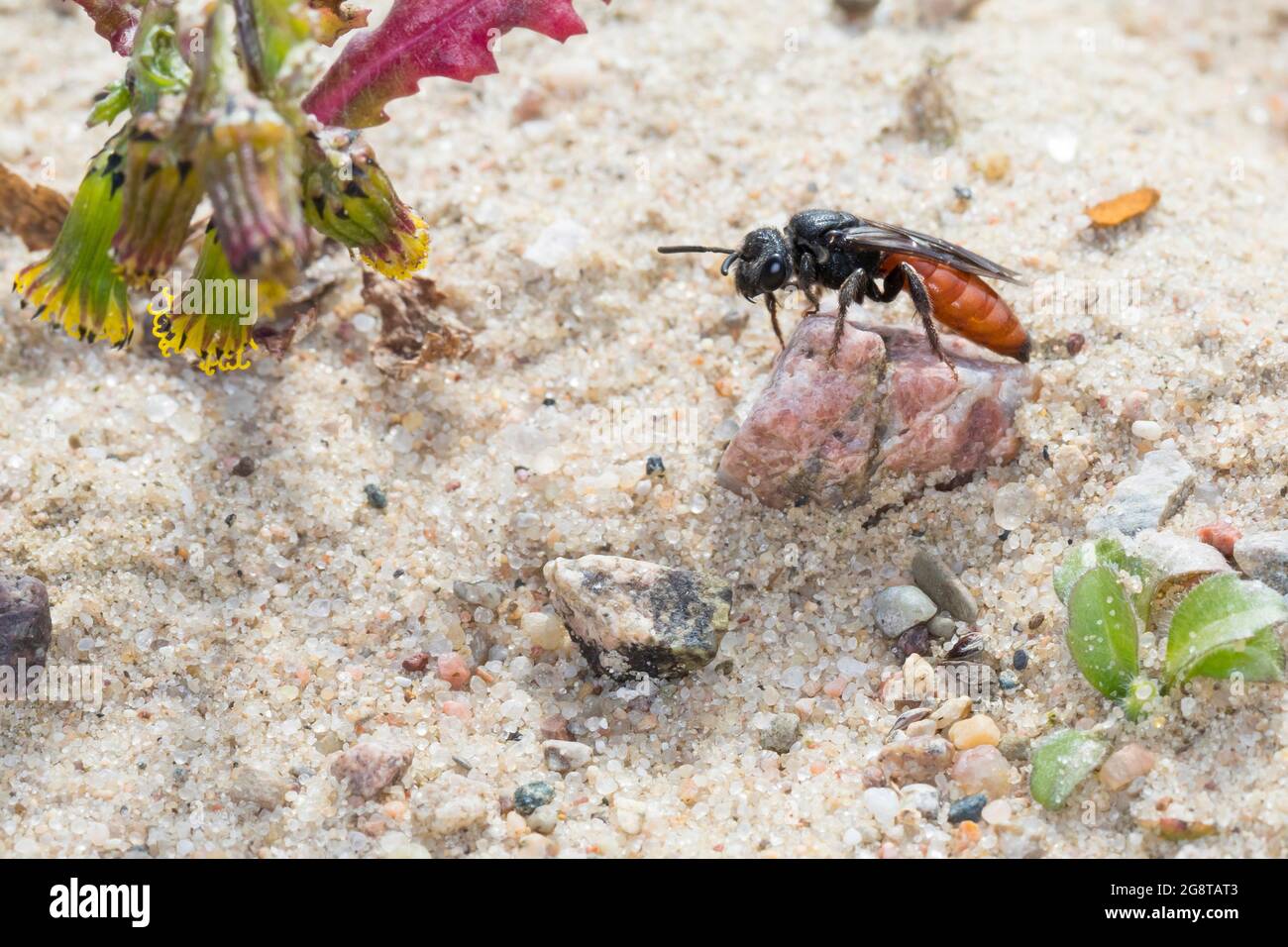 Kuckuckbiene, Schweißbiene, Halictid Bee (Sphecodes albilabris, Sphecodes fuscipennis), Weibchen auf sandigen Boden, Deutschland Stockfoto