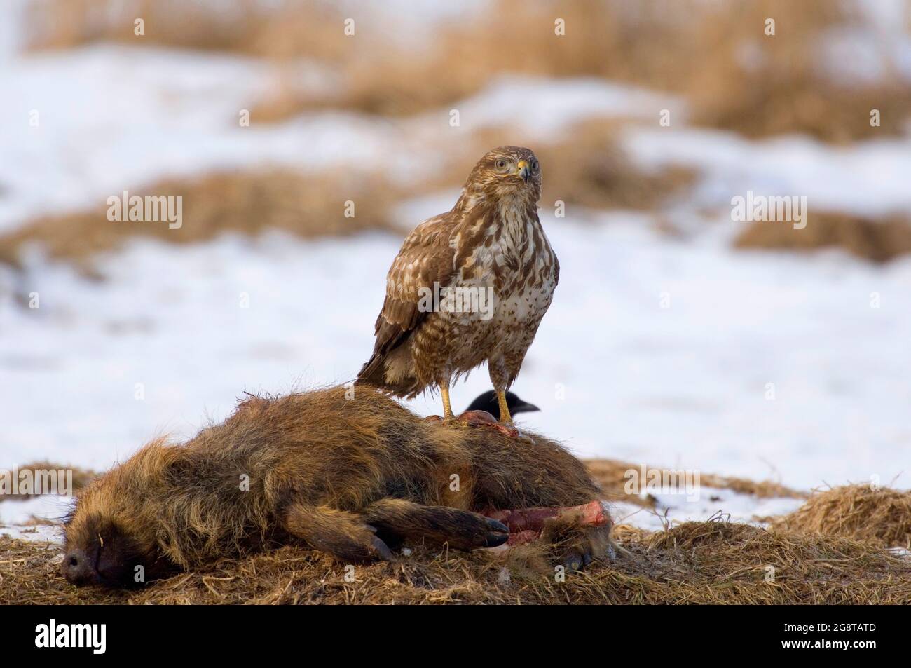 Eurasischer Bussard (Buteo buteo), der auf einem Kadaver eines jungen Wildschweins steht, Norwegen Stockfoto