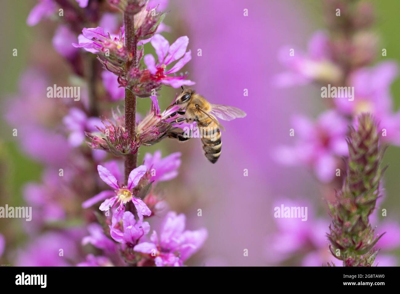 Honigbiene, Bienenbiene (APIs mellifera mellifera), Nektar bei purpurnen Loosestreifen, Lythrum salicaria, Deutschland, Bayern Stockfoto