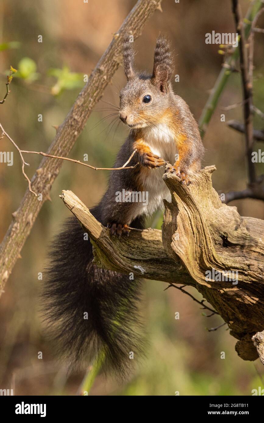 Europäisches rotes Eichhörnchen, eurasisches rotes Eichhörnchen (Sciurus vulgaris), auf einem knarrigen Zweig sitzend, Deutschland, Bayern Stockfoto