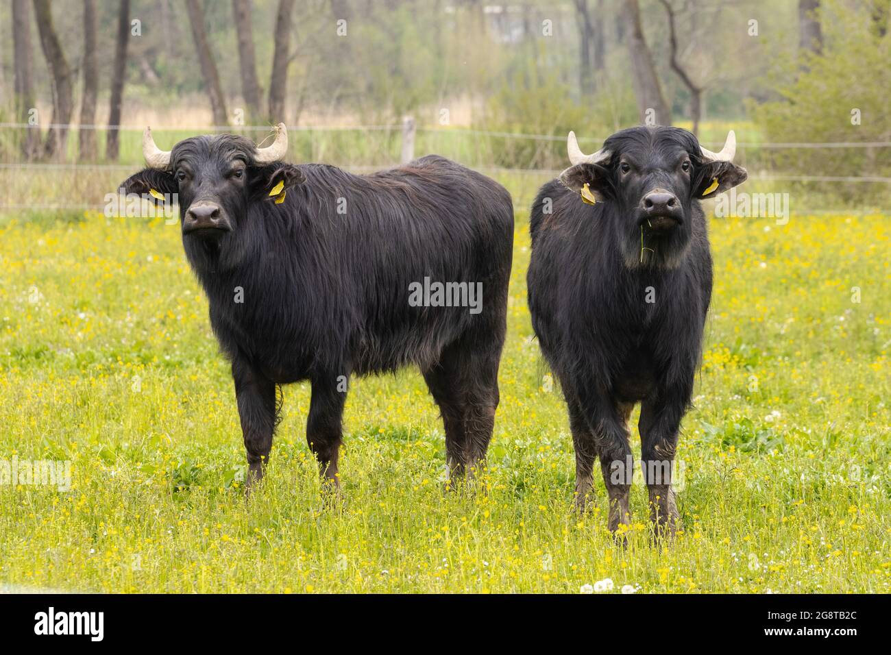 Asiatische Wasserbüffel, Anoas (Bubalus spec.), zwei Jungtiere, die auf der Weide zusammenstehen, Deutschland, Bayern Stockfoto