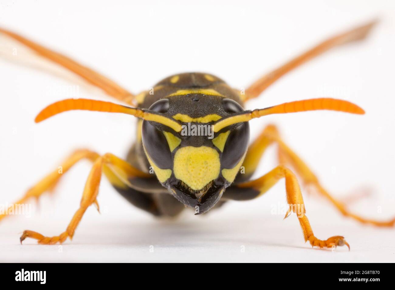 Papierwespe (Polistes gallica, Polistes dominula), Porträt, Ausschnitt, Österreich Stockfoto