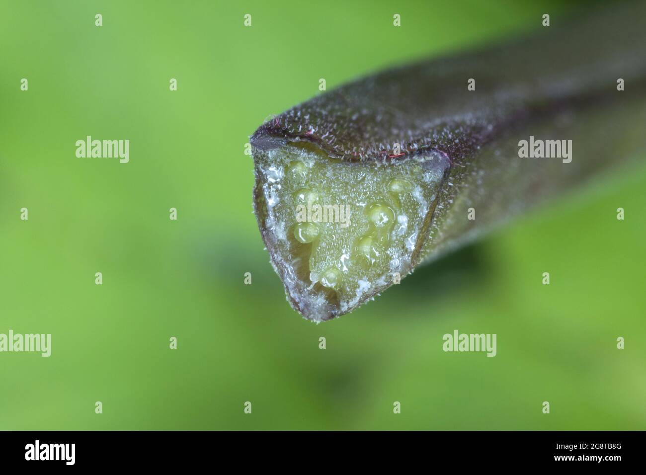 Ground-Holunder, Goutweed (Aegopodium podagraria), Blattstiel, Deutschland Stockfoto