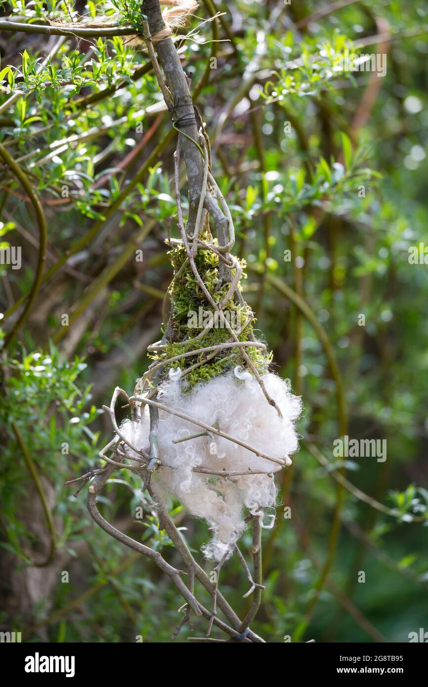 Nistmaterial Dispenser, Vögel im Garten werden Nistmaterial angeboten, Deutschland Stockfoto