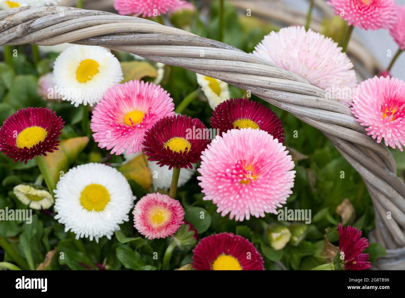 Gänseblümchen, Gänseblümchen, Englische Gänseblümchen (Bellis perennis), bunte Sorten in einem Korb Stockfoto