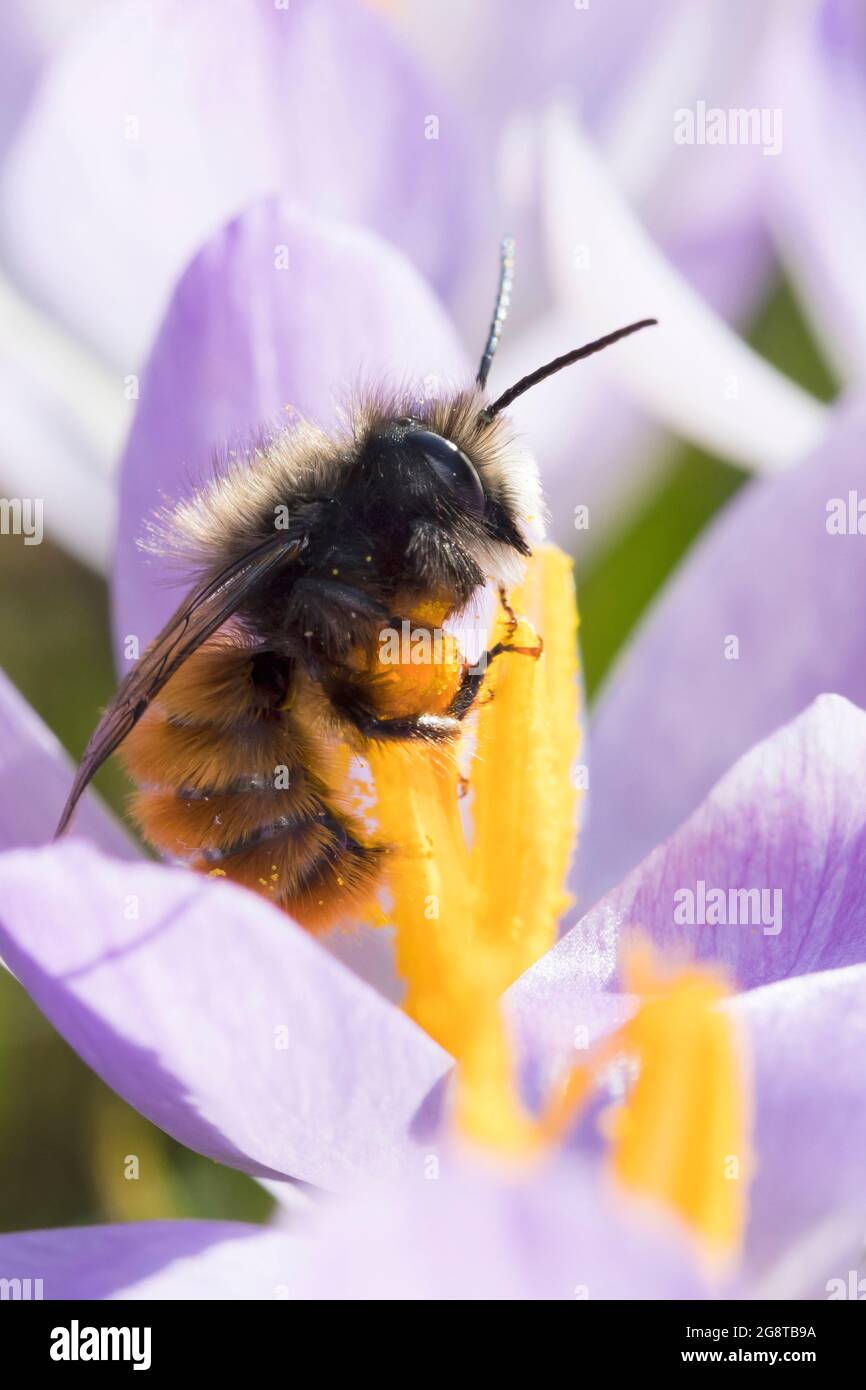 Europäische Orchideenbiene, Haingesichtbiene (Osmia cornuta), Männchen bei einem Besuch einer Krokusblüte, Bestäubung, Deutschland Stockfoto