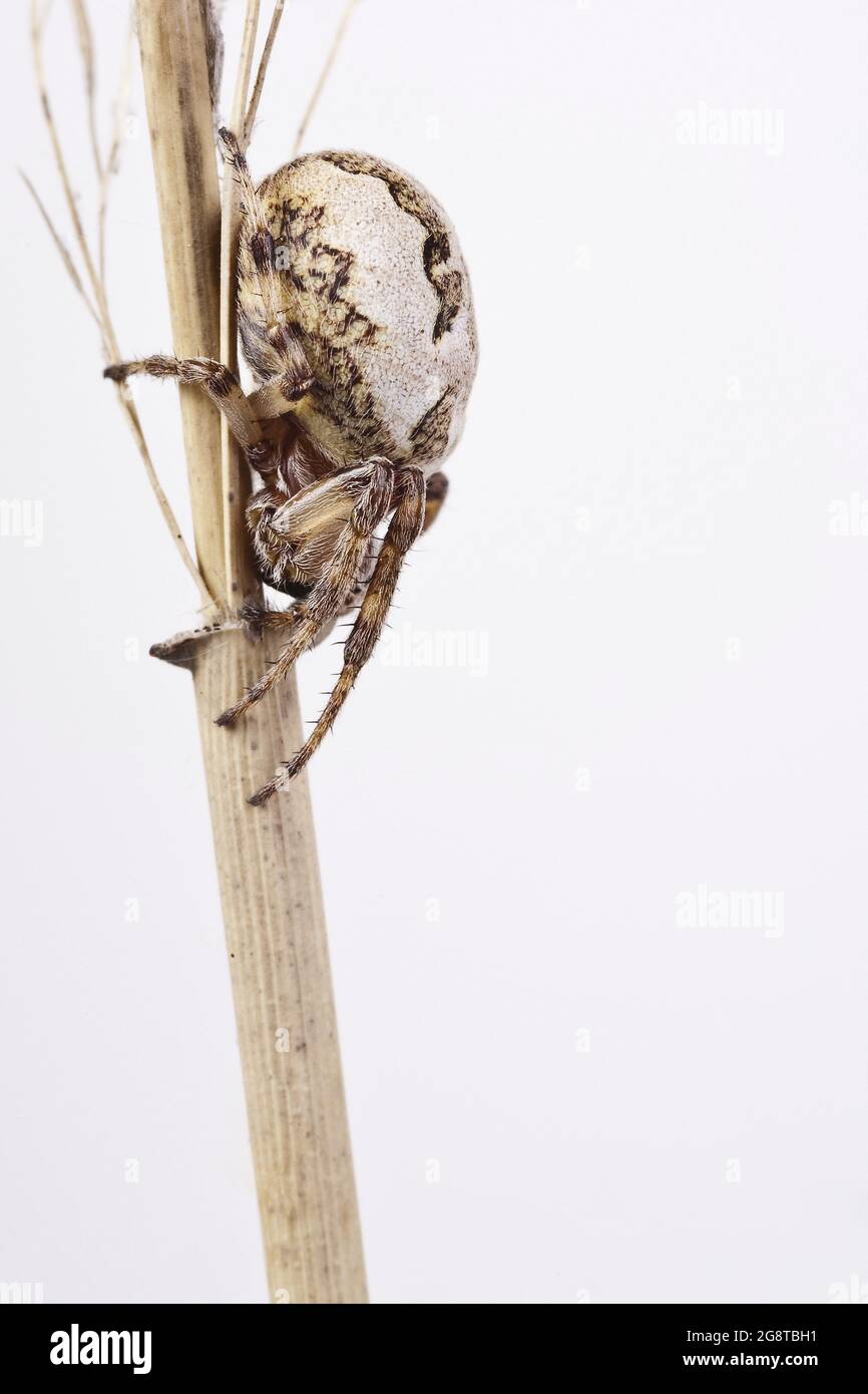 Furchenspinne, Furchenspinne (Larinioides cornutus, Araneus cornutus), weiblich, Ausschnitt, Österreich Stockfoto
