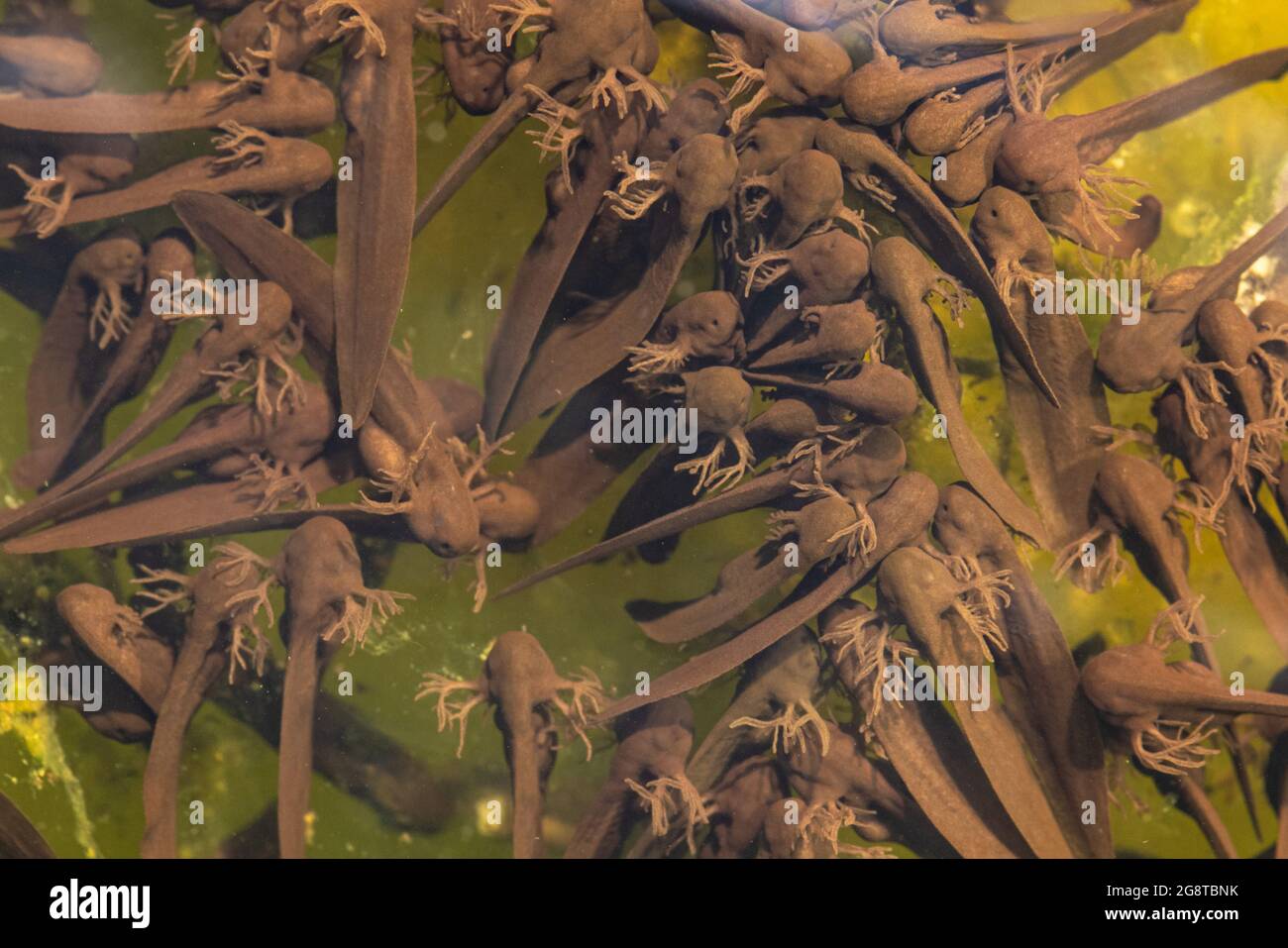 Gewöhnlicher Frosch, Grasfrosch (Rana temporaria), viele Kaulquappen mit äußeren Kiemen auf Laichresten, Deutschland Stockfoto